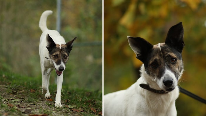 Wuff, wuff! Ich freue mich auf dich!