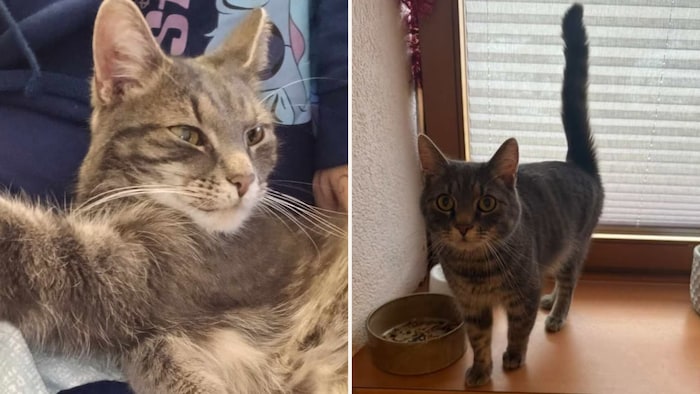 Miau, Miau! Wer hat mich gesehen?