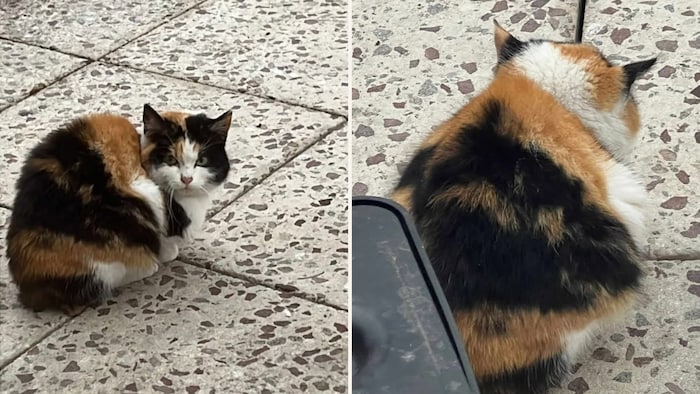 Kleine Katze gefunden.
