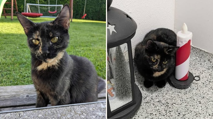 „Zelda“, du wirst vermisst!