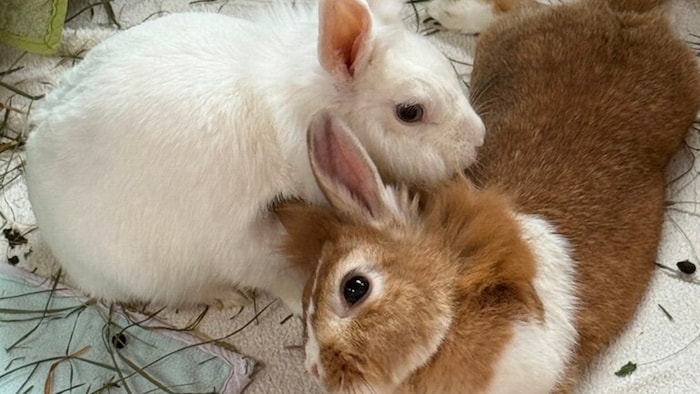 Möchten zu Herzensmenschen hoppeln.