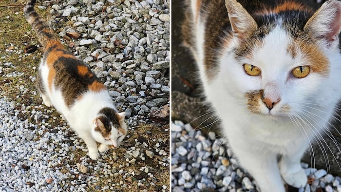 Zu wem gehört diese Katze?