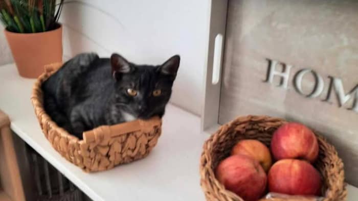 „Toni“ soll wieder nach Hause kommen!