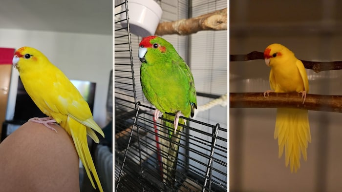 Möchten zu lieben Besitzern fliegen!