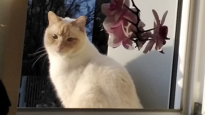 Hübscher Kater abgängig!