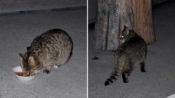 Tiger in freier Wildbahn gesichtet!