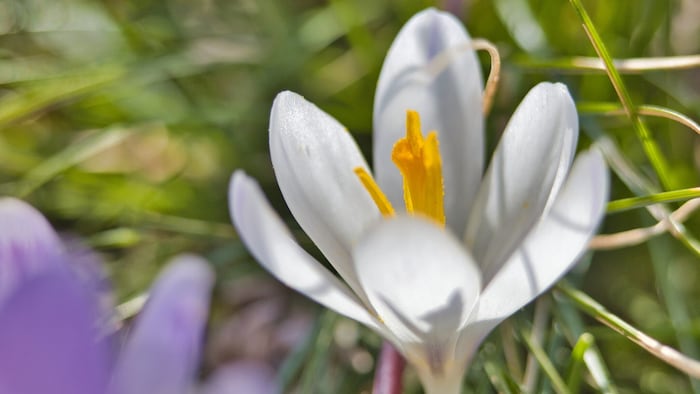 Willkommen, wunderschöner Frühling!
