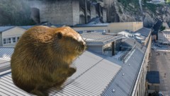 Ein Biber verirrte sich auf das Dach des Festspielhauses. Eine Passantin geriet beim ...
