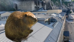 Ein Biber verirrte sich auf das Dach des Festspielhauses. Eine Passantin geriet beim ...