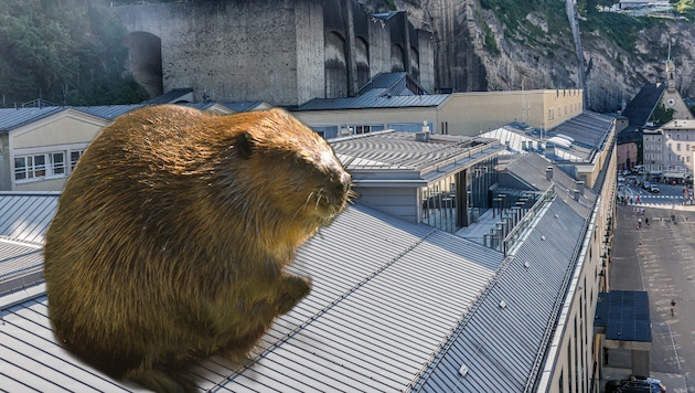 Ein Biber verirrte sich auf das Dach des Festspielhauses. Eine Passantin geriet beim ...