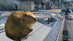 Ein Biber verirrte sich auf das Dach des Festspielhauses. Eine Passantin geriet beim ...