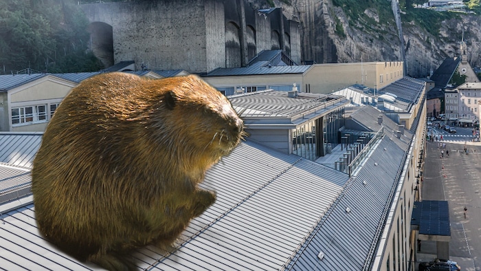 Ein Biber verirrte sich auf das Dach des Festspielhauses. Eine Passantin geriet beim ...