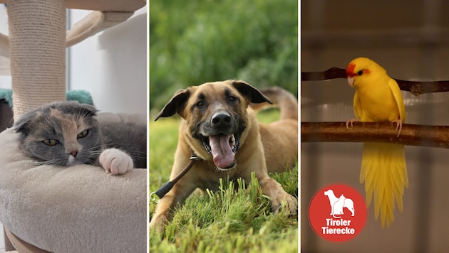 Verschiedene Tierchen auf der Suche nach schönen Plätzchen!