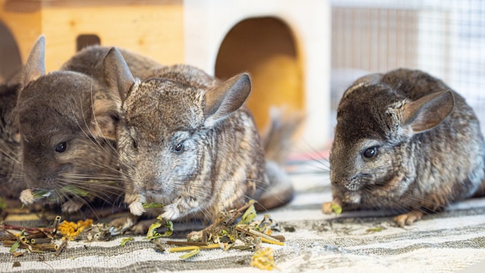 Wir lieben es, herumzutollen!