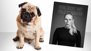 Kleine Nase, kaum Luft: Mit ihrer Fotokampagne macht die Hundetrainerin Conny Sporrer darauf ...