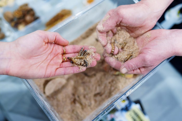 Wer Tierpfleger werden will, muss auch das Futter kennen