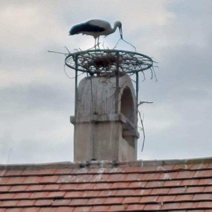 Das „Beweisfoto“, aufgenommen im Mai 2025: Es zeigt einen Storch beim erneuten Beginn des ...