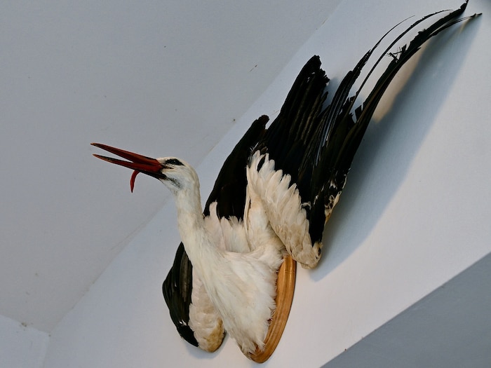 Die heraushängende Zunge verstört so manchen.