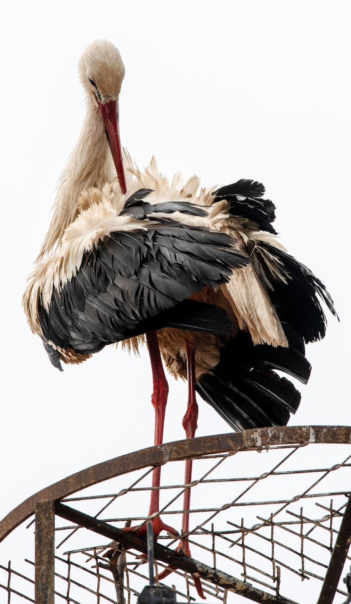 Meister Adebar 2024 auf einem Eisenträger. Der Nistring wurde bereits im Jahr zuvor abmontiert.