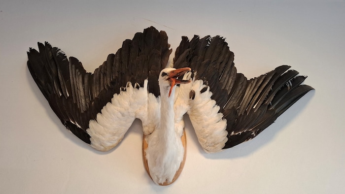 Der ausgestopfte Storch prangt vor dem Eingang der Pension.