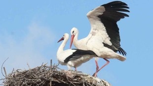 Die Storchenpopulation in Rust wächst. Die ersten Zugvögel sind heuer bereits Mitte Februar in ...