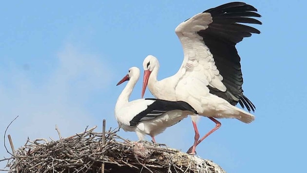 Die Storchenpopulation in Rust wächst. Die ersten Zugvögel sind heuer bereits Mitte Februar in ...