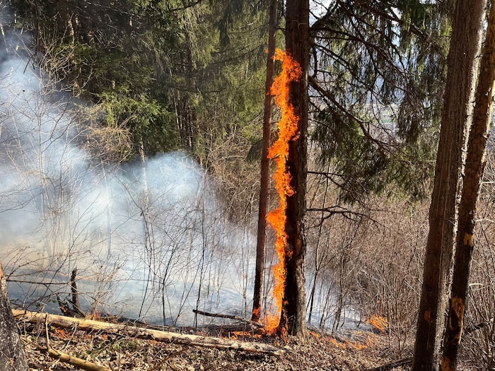 Der Brand erfasste auch Bäume massiv.