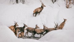 Rotwild ist als TBC-Überträger eine Gefahr für Nutztiere. Vor allem das Grenzgebiet von Tirol ...