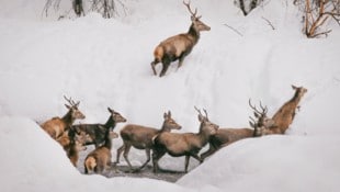 Rotwild ist als TBC-Überträger eine Gefahr für Nutztiere. Vor allem das Grenzgebiet von Tirol ...
