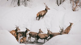 Rotwild ist als TBC-Überträger eine Gefahr für Nutztiere. Vor allem das Grenzgebiet von Tirol ...