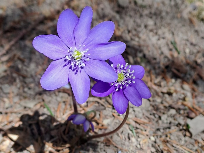 Ein Bote des Frühlings: das Leberblümchen.
