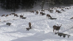 An Futterstellen versammeln sich oft ganze Rotwildherden.