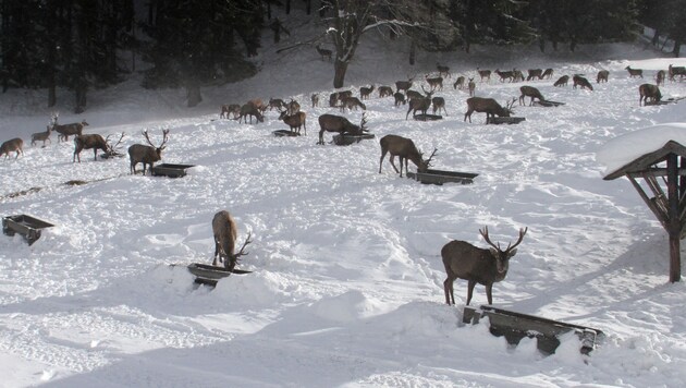 An Futterstellen versammeln sich oft ganze Rotwildherden.