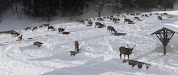 An Futterstellen versammeln sich oft ganze Rotwildherden.