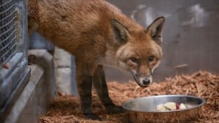 Nach der weiten Reise wird der Schlawiner aufgepäppelt.