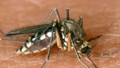 Das West-Nil-Virus wird von tropischen Mücken übertragen (Symbolbild).