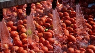 Italiens Tomaten sind gefragt – auch in Österreich.