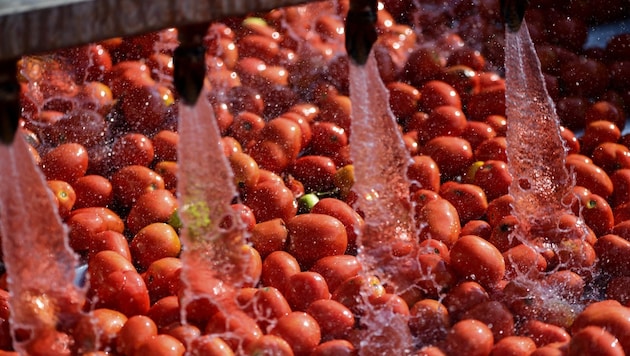 Italiens Tomaten sind gefragt – auch in Österreich.