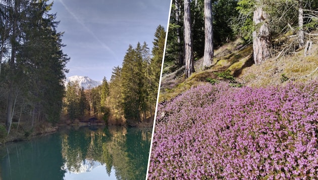 Schon nach wenigen Minuten kommen wir an dem idyllischen Weiher vorbei (links). Heiderich ...