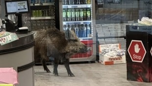 In Berlin hat ein Wildschwein einem Einkaufszentrum einen Besuch abgestattet. Es geriet in Panik ...