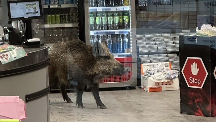 In Berlin hat ein Wildschwein einem Einkaufszentrum einen Besuch abgestattet. Es geriet in Panik ...