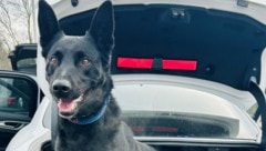 Der Diensthund fand im Auto des Irakers Suchtmittel.