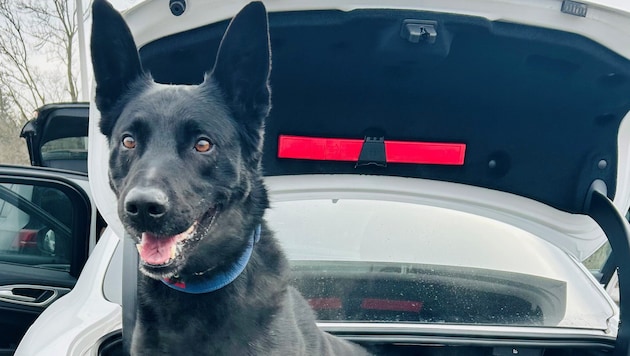 Der Diensthund fand im Auto des Irakers Suchtmittel.
