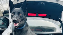 Der Diensthund fand im Auto des Irakers Suchtmittel.