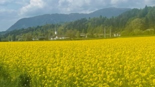 Die Welt würde deutlich gelber werden, wenn tatsächlich massenhaft Autos mit HVO betrieben ...