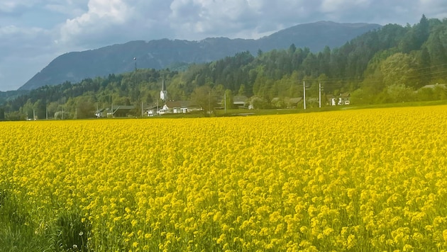 Die Welt würde deutlich gelber werden, wenn tatsächlich massenhaft Autos mit HVO betrieben ...