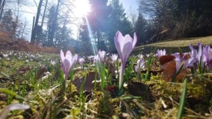 Krokusse zählen zu den ersten Frühblühern des Jahres und sind eine wichtige Nahrungsquelle für ...