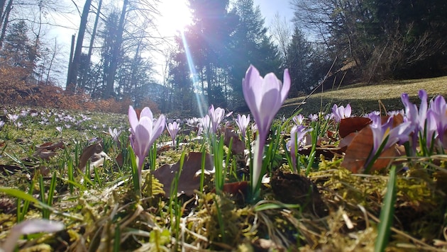 Krokusse zählen zu den ersten Frühblühern des Jahres und sind eine wichtige Nahrungsquelle für ...