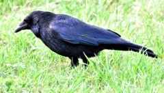 Der Rückgang vieler kleiner Gartenvögel sorgt seit Jahren für Diskussionen.