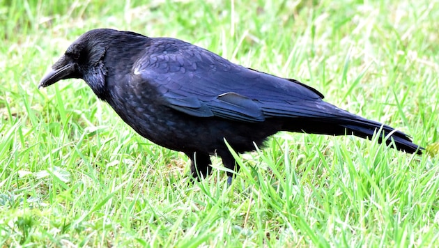 Der Rückgang vieler kleiner Gartenvögel sorgt seit Jahren für Diskussionen.
